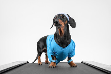 A dachshund wearing a blue outfit poses on a treadmill, embodying themes of fitness and exercise with a touch of humor and cuteness.