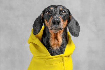 A dachshund wearing a bright yellow hoodie poses against a gray background, pet attire and fashion trends.