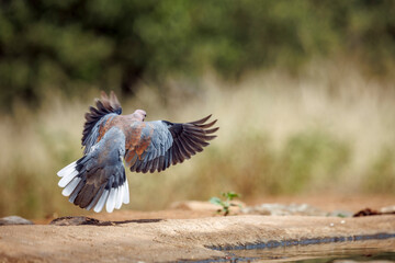 Obraz premium Laughing Dove landing at waterhole rear view in Greater Kruger National park, South Africa ; Specie Streptopelia senegalensis family of Columbidae