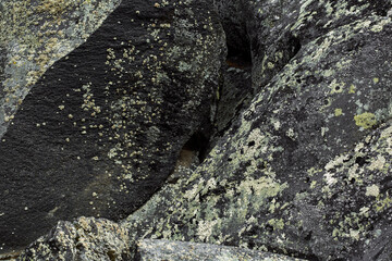 Close-up of alpine ground with moss, lichen, and a small carnivorous plant growing among dry twigs and stones .