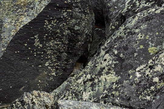 Close-up of alpine ground with moss, lichen, and a small carnivorous plant growing among dry twigs and stones .