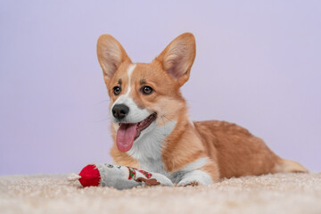 A cute corgi dog enjoys playing with a toy on a cozy rug at home, smiling cheerfully and sticking out his tongue
