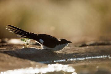 Pied Cuckoo drinking in waterhole side view backlit in Greater Kruger National park, South Africa ;...