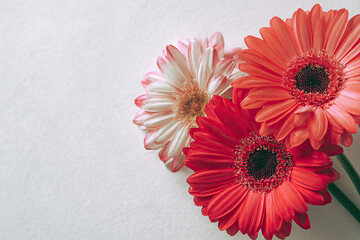 Good morning wish and gerbera daisy flowers heads