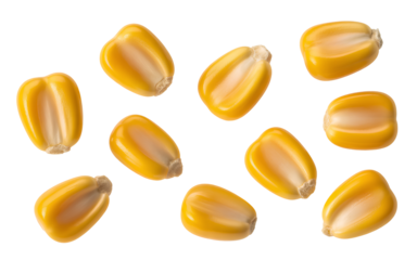 Scattered vibrant yellow corn kernels isolated on transparent background, healthy food and ingredient