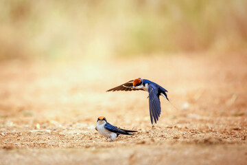 Wire tailed Swallow couple mating on the ground in Greater Kruger National park, South Africa ;...