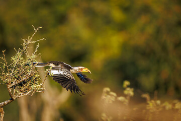 Southern yellow billed hornbill in Greater Kruger National park, South Africa   Specie Tockus leucomelas family of Bucerotidae © PACO COMO