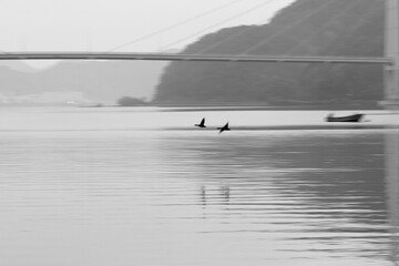 橋の上を飛ぶ鳥