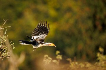 Southern yellow billed hornbill in Greater Kruger National park, South Africa   Specie Tockus leucomelas family of Bucerotidae © PACO COMO