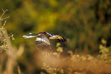 Southern yellow billed hornbill in Greater Kruger National park, South Africa   Specie Tockus leucomelas family of Bucerotidae © PACO COMO