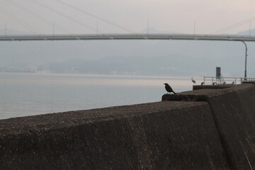 防波堤の鳥