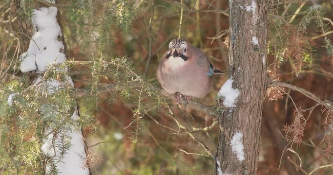 Eurasian jay (garrulus glandarius) feeding on corn in winter close up