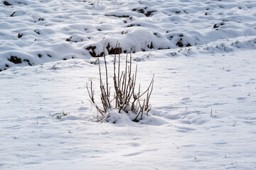 Snow in the garden and outside