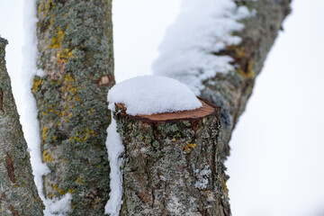 Snow in the garden and outside