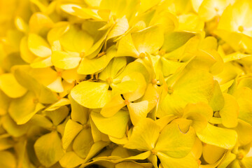 Obraz premium Yellow flowers close-up. Bouquet of colorful flowers. City flower beds, a beautiful and well-kept garden with flowering shrubs.