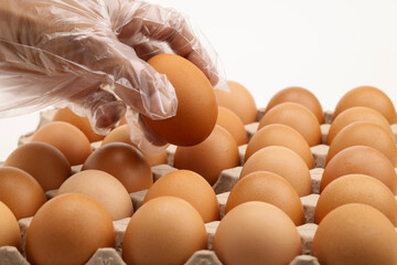 Hand in plastic gloves picking up one fresh chicken egg from paper tray on white background