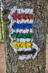 Wszystkie kolory znaków szlaków turystycznych namalowane na korze drzew w lesie. © Pol Badger