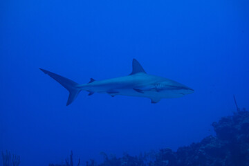 Fototapeta premium Underwater shark in blue water over reef