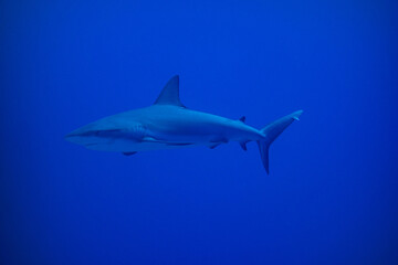 Fototapeta premium Underwater shark swimming in blue water