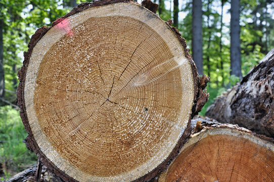 Świeżo ścięte kłody ułożone w lesie z widocznymi słojami i fakturą kory.