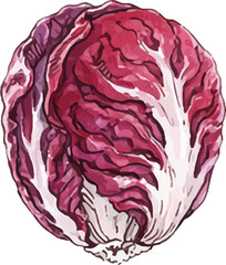 Obraz premium Watercolor Red Radicchio Head Vibrant Leaves Illustration