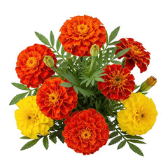 Vibrant marigold flower arrangement bursting with red orange and yellow blooms isolated on transparent background