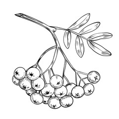 Hand drawn rowan branch illustration, rowan berries botanical vintage sketch © Людмила Литвин