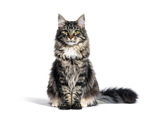 Fototapeta premium A majestic feline, long-haired and with striking eyes, sits centered against a bright white background, casting a subtle shadow