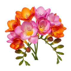 Vibrant freesia flower bouquet full of color and delicate petals captured in detail isolated on transparent background