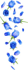Blue Rose Petals