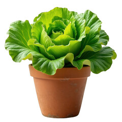 Vibrant green lettuce plant growing in a terracotta pot studio shot isolated on transparent background