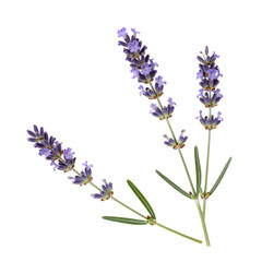 Obraz premium Blooming Lavender Sprigs With Green Stems