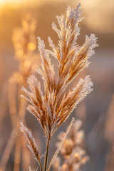 Zamarznięta trawa pokryta szronem w ciepłym świetle zimowego wschodu słońca.