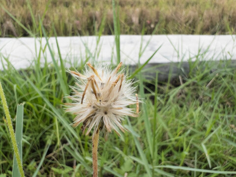 A close-up view of Tridax procumbens, a small wildflower with delicate white petals and a bright yellow center. Commonly found along roadsides and grasslands, this hardy flowering plant attracts polli