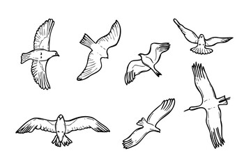 Fototapeta premium Wild birds flying silhouette set vector isolated illustration. Simple line drawing of birds doodle. Bird of prey, stork, crane, seagull in sky monochrome flat. Birdwatching elements