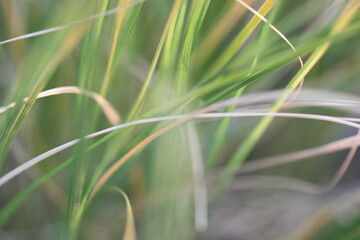Fototapeta premium Silver grass waving in the wind at sunset with golden back light