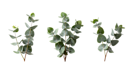 Three green eucalyptus branches with leaves.