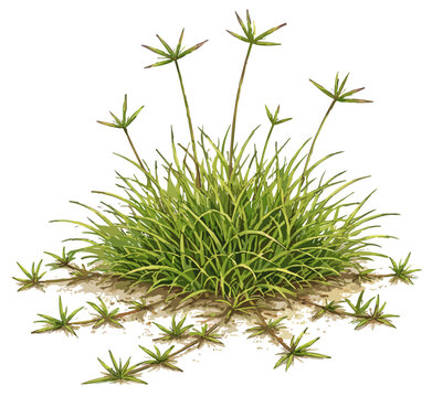 Cynodon dactylon illustration art