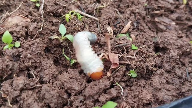 scarab beetle larvae or commonly known as uret or white grubs