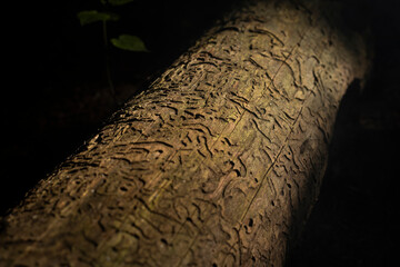 Beetle pattern on wood. Dry wood. Texture of the passages left by insects.