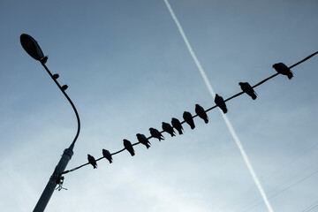 Pigeons sit on a wire. City birds. Pigeons sit in one row.