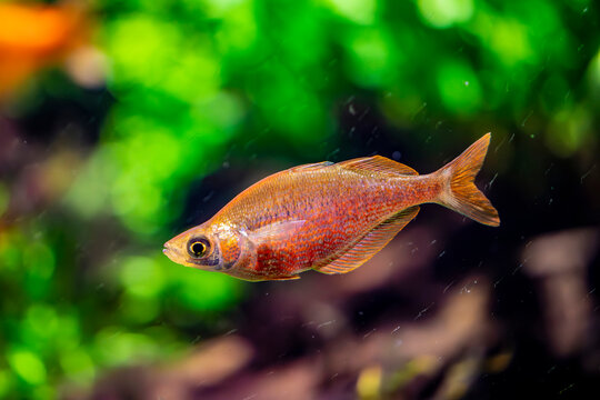 The red rainbowfish  (Glossolepis incisa) is a species of rainbowfish from Lake Sentani in Irian Jaya, Indonesia. Belonging to the family Melanotaeniidae, in the subfamily Melanotaeniinae, the Austral