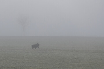 November Nebel Landschaften im Winter im bayerischen Wald, Deutschland