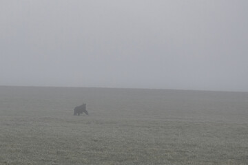 November Nebel Landschaften im Winter im bayerischen Wald, Deutschland