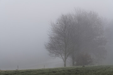 November Nebel Landschaften im Winter im bayerischen Wald, Deutschland