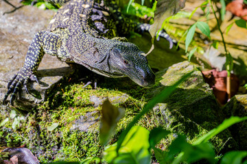 Obraz premium Salvadori's monitor (Varanus salvadorii) is one of the longest lizards in the world It is an arboreal lizard with a dark green body marked with bands of yellowish spots.