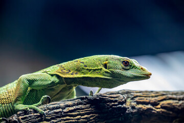 Fototapeta premium The emerald tree monitor (Varanus prasinus) is a small to medium-sized arboreal monitor lizard. It is known for its unusual coloration, which consists of shades from green to turquoise. 