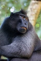 Obraz premium The Celebes crested macaque (Macaca nigra) is an Old World monkey that lives in the Tangkoko reserve in the northeastern tip of the Indonesian island of Sulawesi.