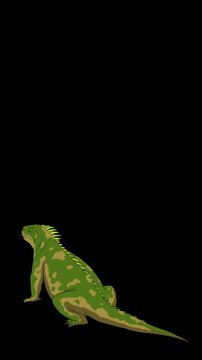 Cartoon Iguana or Comodo Dragon alpha matte 2D animation Vertical video
