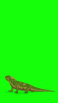 Cartoon Iguana or Comodo Dragon on Green Screen Background. 2D animation Vertical video